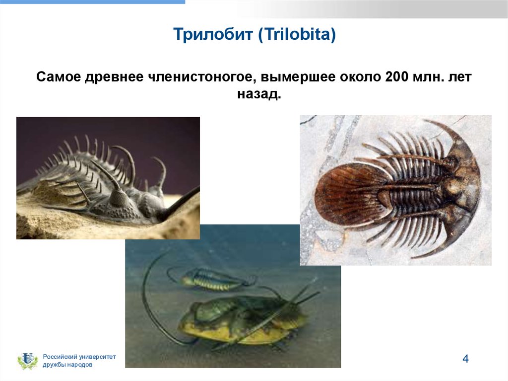 Наиболее известные древние членистоногие. Трилобиты Членистоногие. Членистоногий Трилобит. Трилобиты вымершие Членистоногие. Трилобит это в биологии.