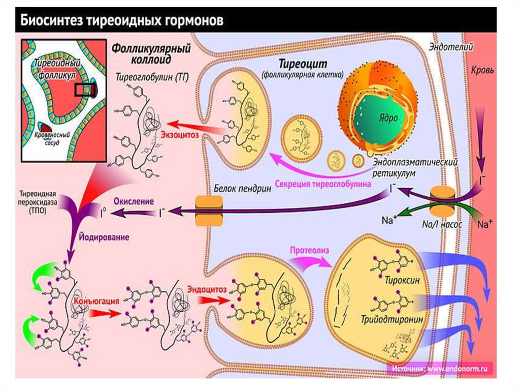 Синтез гормонов происходит. Синтез тиреоидных гормонов биохимия. Синтез тиреоидных гормонов из тирозина. Синтез тиреоидных гормонов биохимия схема. Механизм синтеза тиреоидных гормонов.