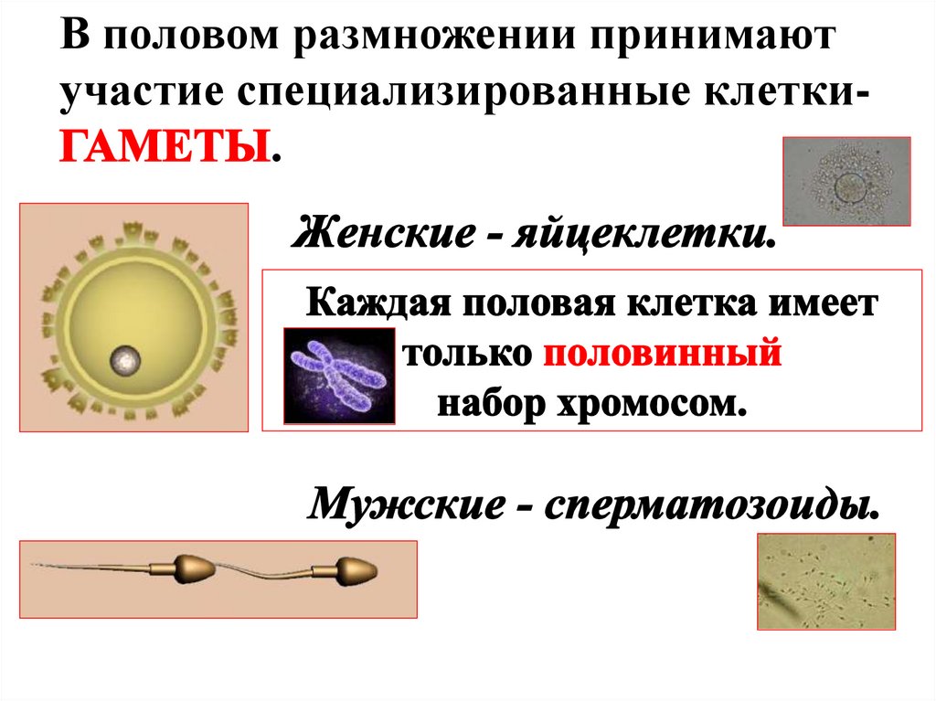 Презентация на тему половое размножение