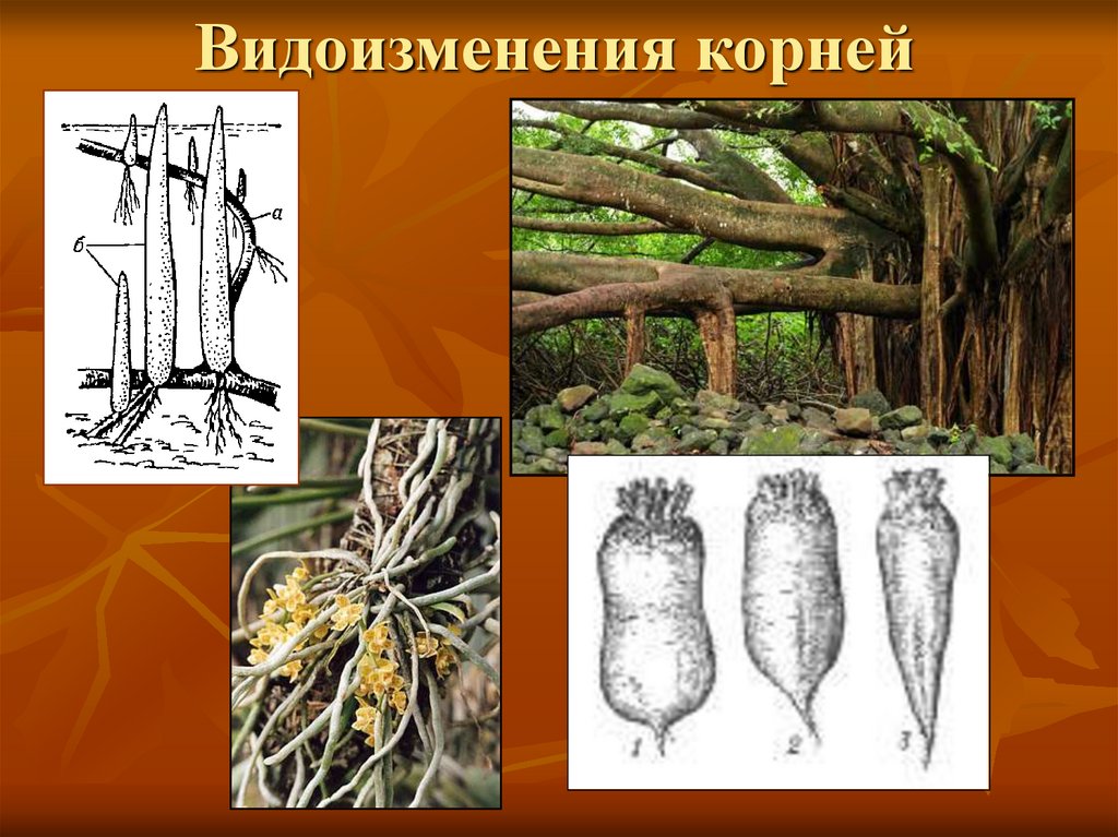 Видоизмененные корни презентация