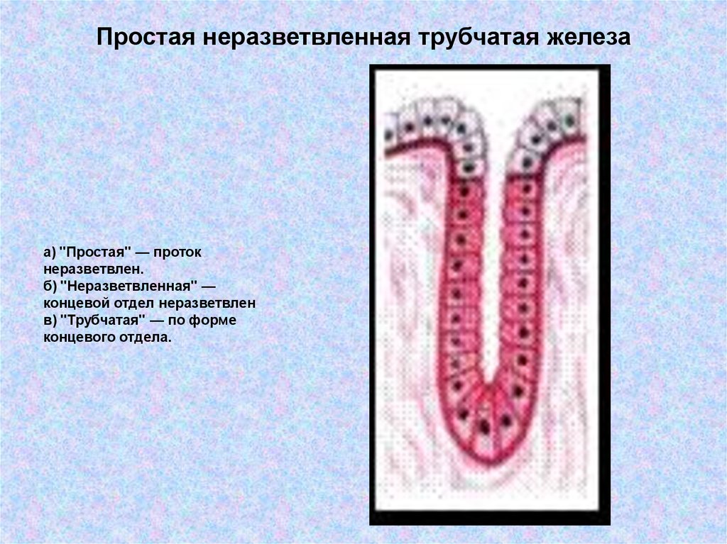 Трубчатая железа. Простая трубчатая железа. Простая неразветвленная трубчатая железа. Простые трубчатые железы срез стенки матки. Простая трубчатая железа гистология.