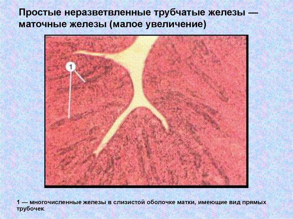 Трубчатая железа. Трубчатые железы гистология. Железы эндометрия гистология. Простая неразветвленная трубчатая железа. Неразветвленные железы гистология.