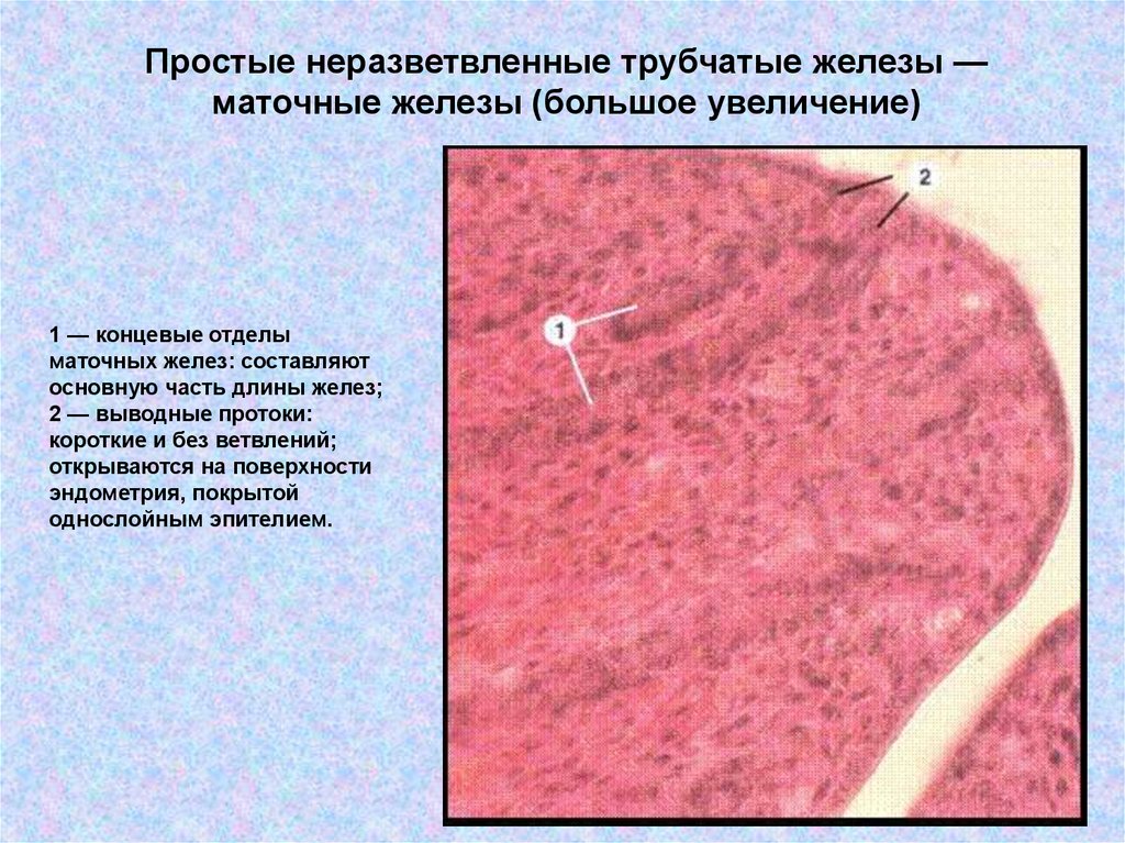 Простые трубчатые. Трубчатые железы гистология. Простая неразветвленная трубчатая гистология. Неразветвленные железы гистология. Альвеолярные трубчатые и альвеолярно трубчатые железы.