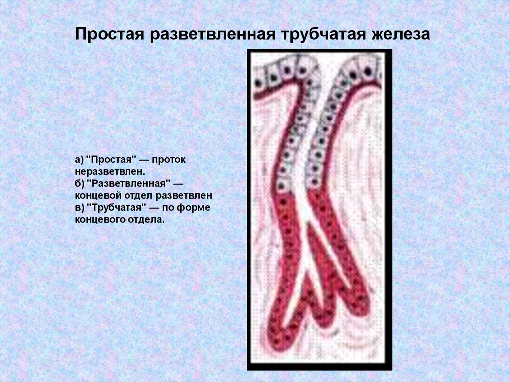 Простые трубчатые. Простая неразветвленная трубчатая железа. Альвеолярно-трубчатые железы. Простая трубчатая железа гистология. Простые разветвленные трубчатые железы.