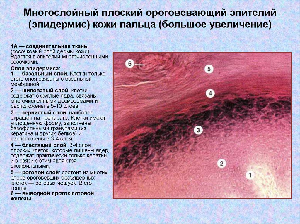 Многослойный плоский ороговевающий эпителий рисунок