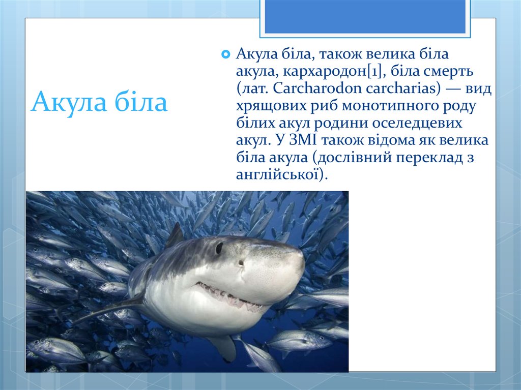 Акула презентация 3 класс. Описание про акулу кархародон. Сообщение об белой акуле много. Средняя Продолжительность жизни акулы. Прилагательные про акулу.
