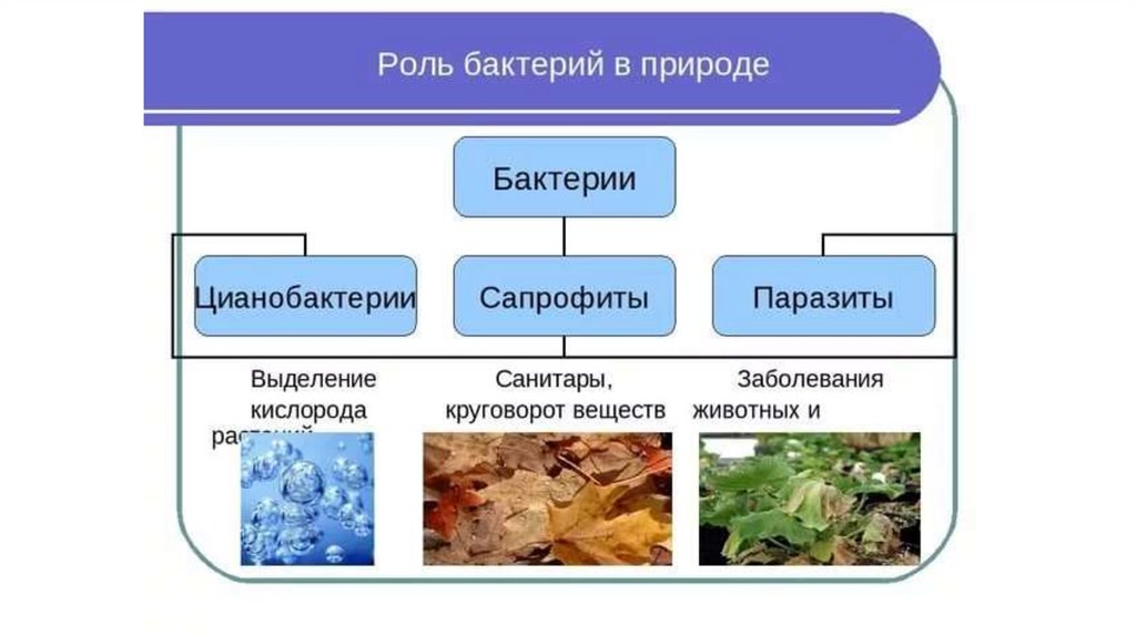 Роль бактерий в природе презентация 5 класс