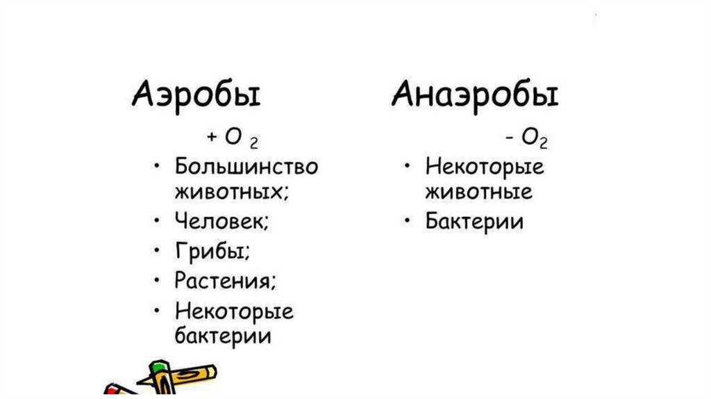 Аэробы. Аэробы и анаэробы. Аэробные организмы примеры. Аэробы примеры. Аэробные и анаэробные организмы.