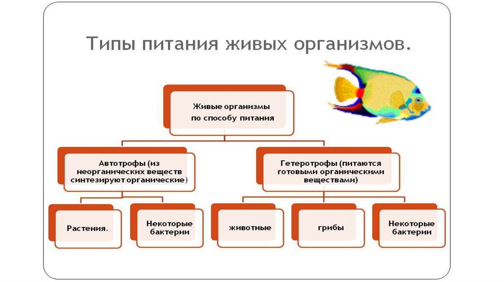 Установите соответствие живой организм