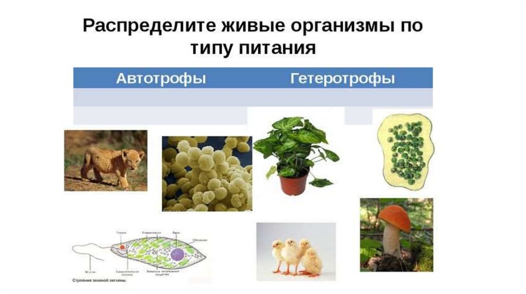 Схема питания организмов