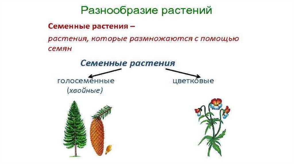 Размножение семенных растений