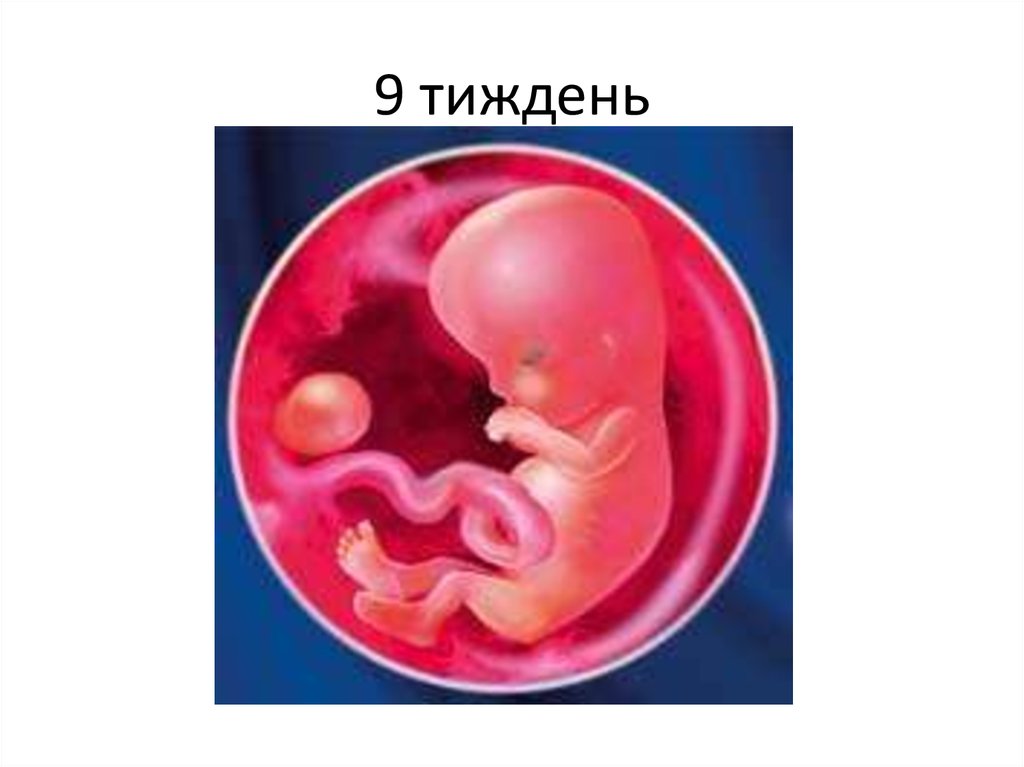 9 неделя даты. Плод на 9 неделе беременности. Малыш на 9 неделе беременности.