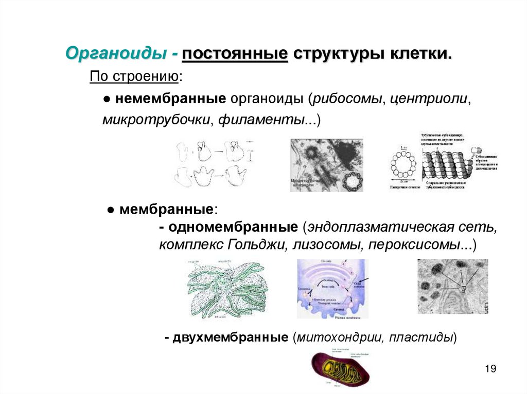 Укажите название клеточного органоида представленного на рисунке