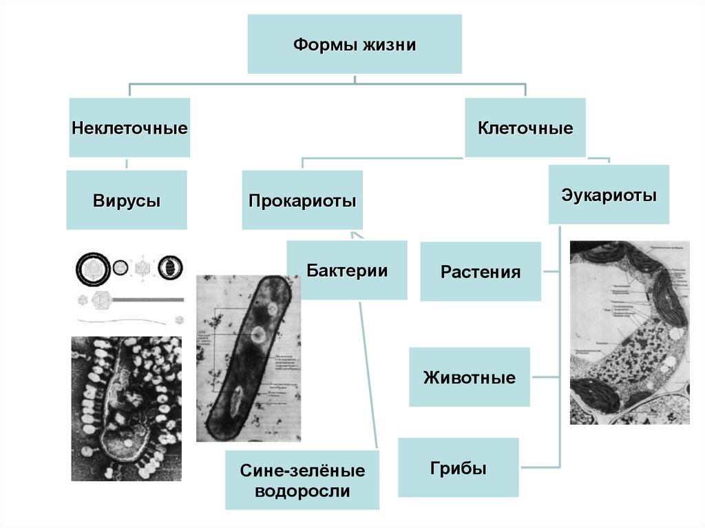 К неклеточным относятся простейшие