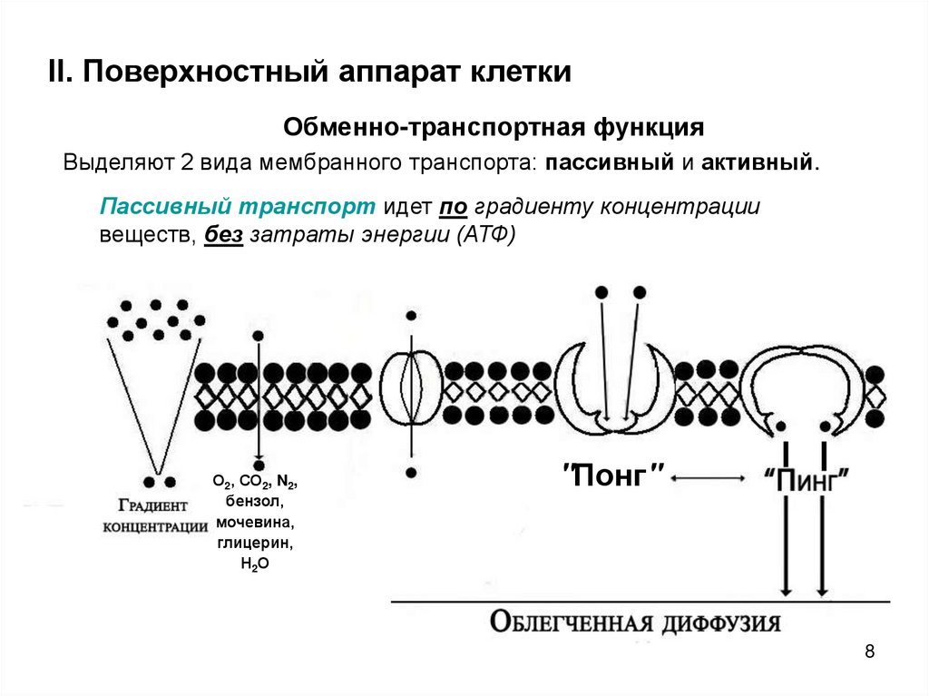 Виды транспорта через клеточную мембрану схема