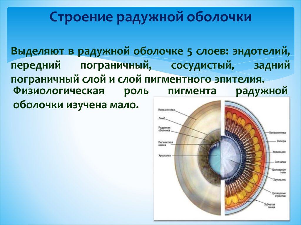 Оболочки глаза презентация