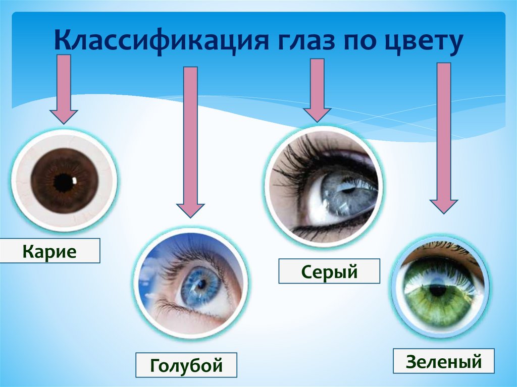 От чего зависит цвет глаз проект