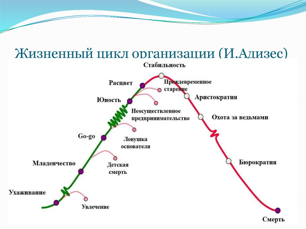 Как правильно трактовать зубчики на схеме адизеса перед этапами младенчество бюрократизация и юность