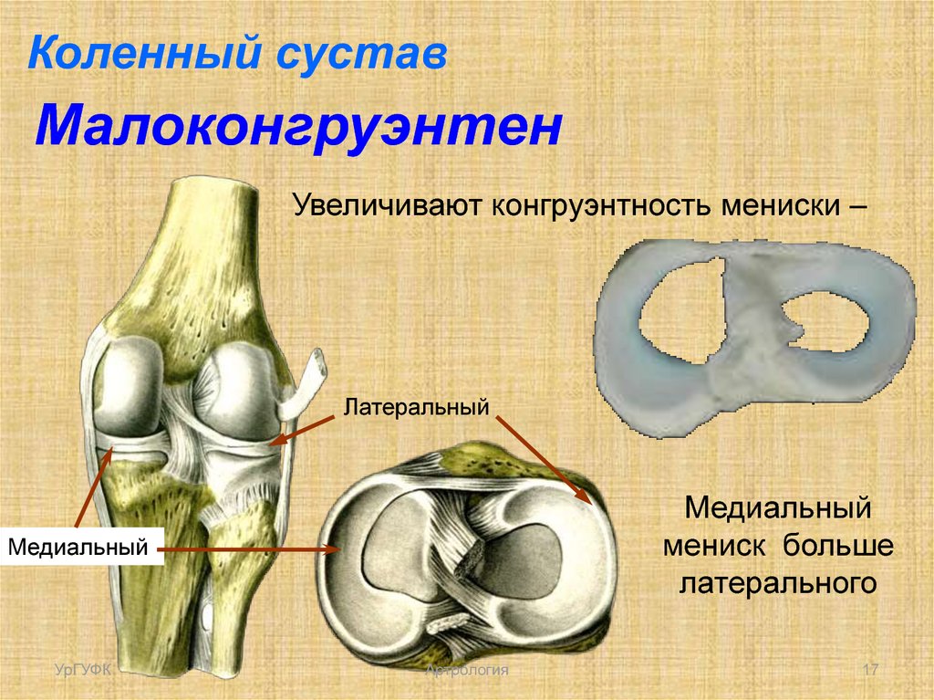 Структурные изменения медиального мениска. Мениски коленного сустава анатомия. Коленный мениск анатомия. Повреждение мениска коленного сустава.