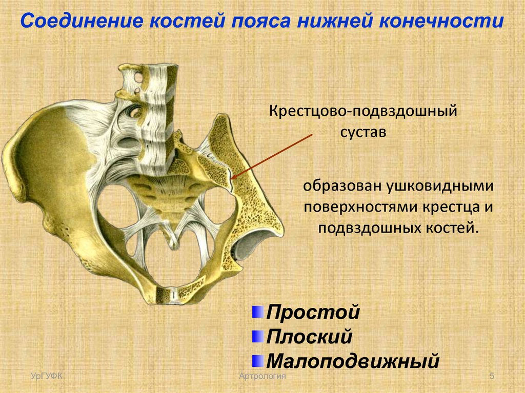 Нижняя подвздошная кость. Крестцово-подвздошный сустав (Art. Sacroiliaca) образуется. Соединение крестцово подвздошного сустава. Соединение крестцово-подвздошный сустав анатомия. Крестцово подвздошная кость.