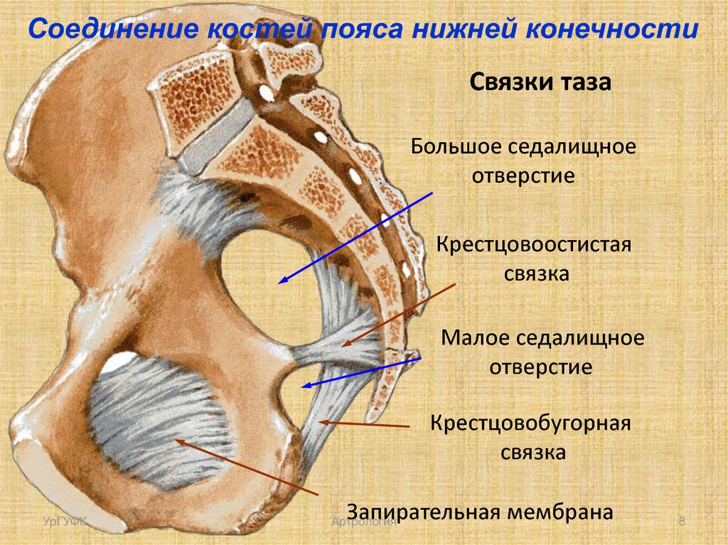 Запертое отверстие. Соединение костей пояса нижних конечностей. Запирательная мембрана связки. Запирательная мембрана анатомия. Кости таза. Соединения костей тазового пояса..