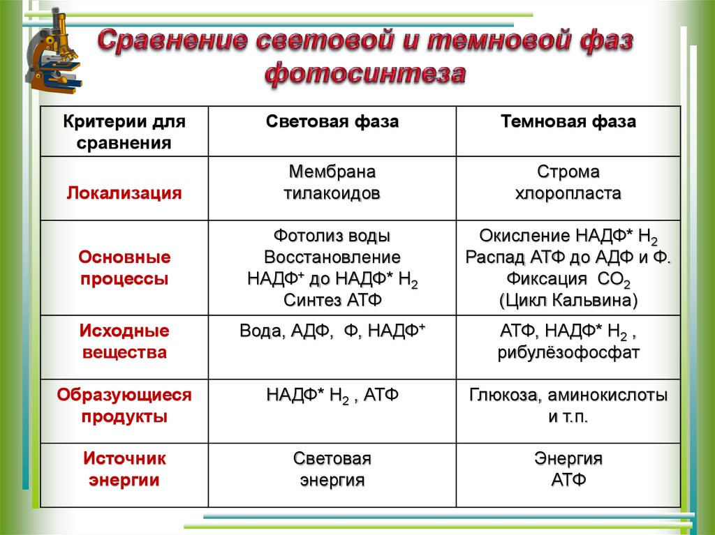 Конечные продукты реакции. Продукт теневой фазы фотосинтеза. Световая фаза и темновая фаза таблица. Таблица световая и темновая фаза 9 класс. Сравнение световой и Темновой фазы.