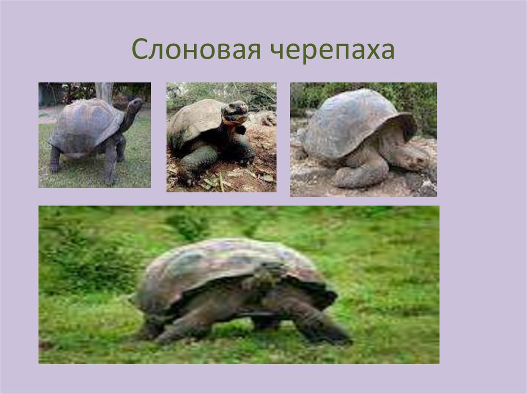 Черепахи 8 класс биология. Слоновая черепаха. Пресмыкающиеся отряд черепахи. Слоновая черепаха презентация. Слоновая черепаха биология.