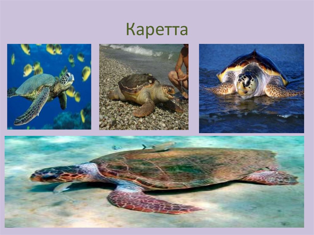 Черепахи 8 класс биология. Черепахи биология. Отряд черепахи. Презентация черепахи 7 класс биология. Морские рептилии представители.