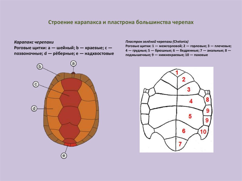 Схемы черепах