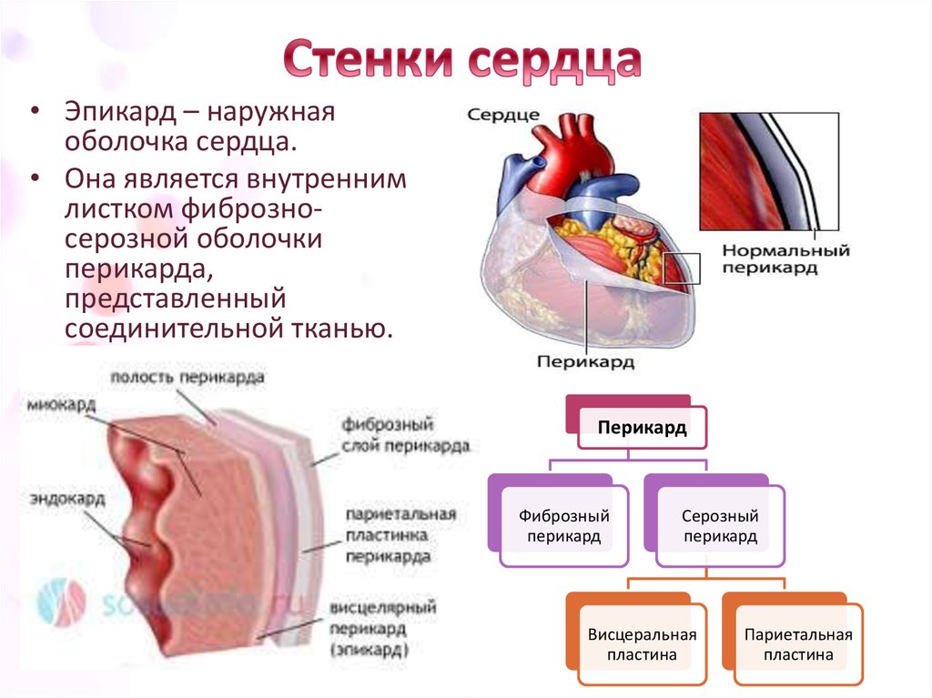 Оболочки стенки. Строение сердца перикард миокард. Строение стенки сердца миокард. Эндокард миокард перикард схема. Строение оболочек сердца анатомия.