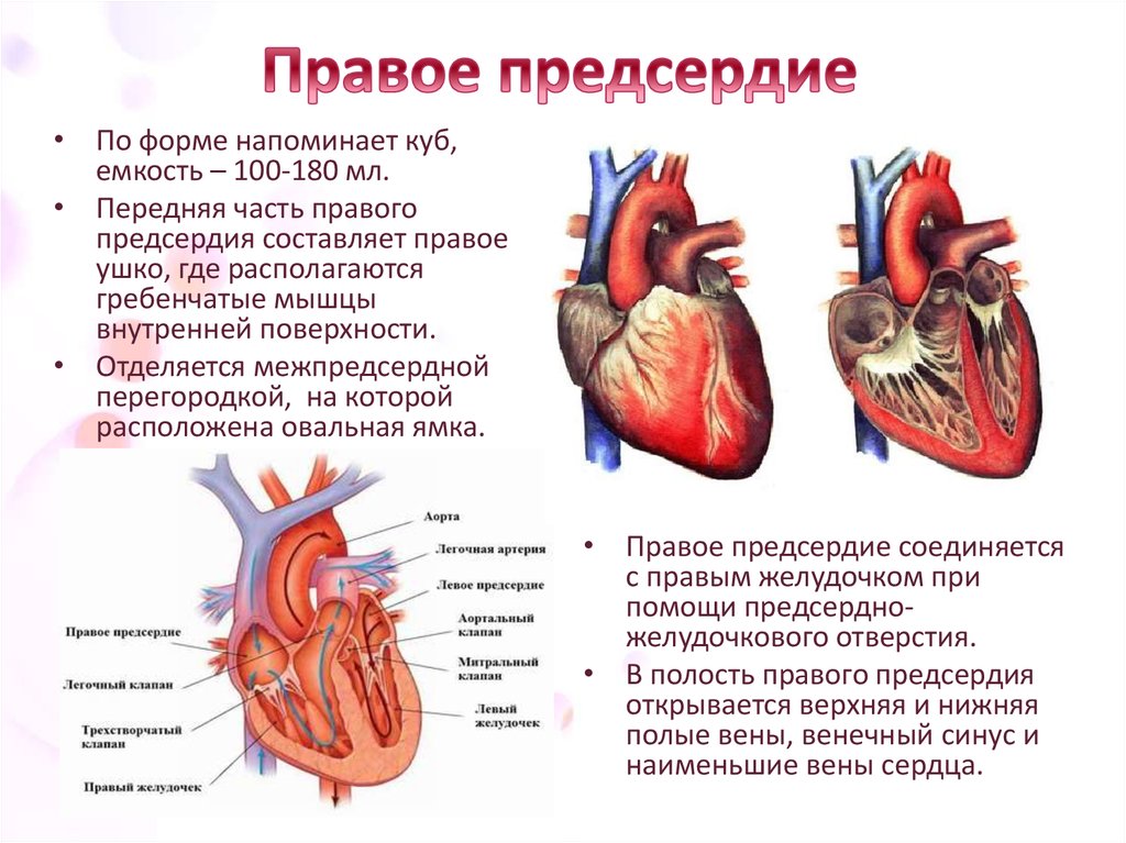 В правый желудочек сердца человека поступает. Строение сердца желудочки предсердия. Строение правого предсердия анатомия. Строение правого предсердия сердца. Правое предсердие сердца анатомия.