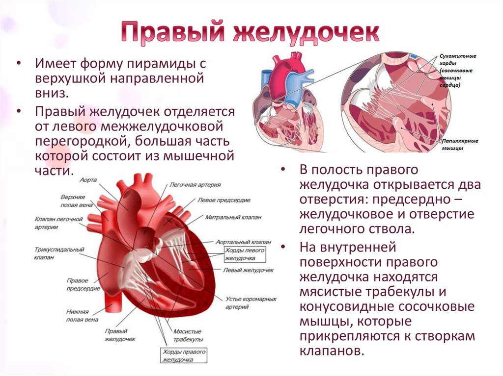 Правое предсердие отделено от правого желудочка. Структуры в левом желудочке сердца. Строение и функции левого и правого желудочка. Строение желудочков сердца анатомия. Строение сердца правый желудок.