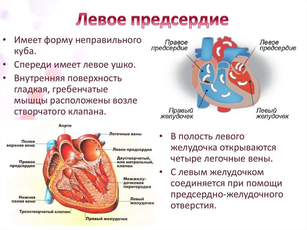 Строение левого предсердия. Строение предсердий сердца. Правое предсердие левое предсердие желудочек. Отверстия сердца левое предсердие.