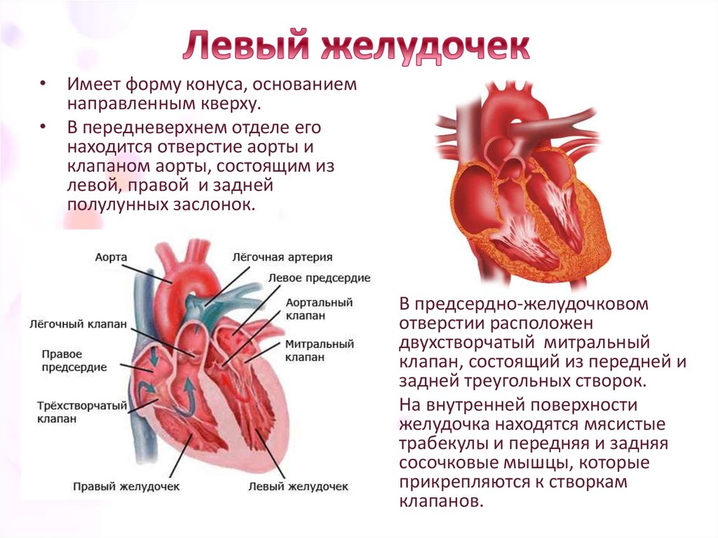 Правый желудочек отделен от правого предсердия. Строение желудочков сердца. Желудочки сердца строение и функции. Сердечный желудочек строение. Функции левого желудочка сердца человека.