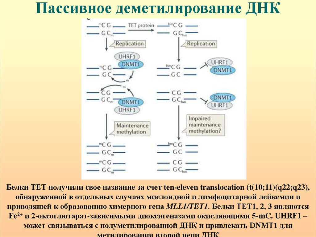 Днк это белок. Пассивное деметилирование ДНК. Деметилирование. Реакции деметилирования ДНК. Деметилирование ДНК происходит при участии ферментов.