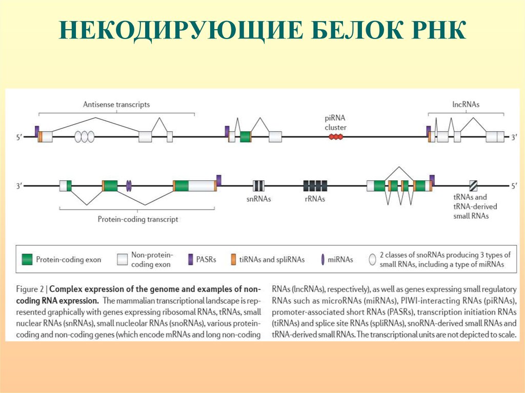 5 некодирующая область. Некодирующие РНК. Длинная некодирующая РНК. Длинные некодирующие РНК функции. Некодирующие участки РНК.