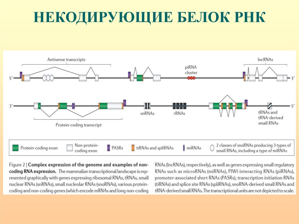 Некодирующая цепь. Некодирующие РНК. Длинные некодирующие РНК. Белок некодирующие гены. Виды некодирующих РНК.