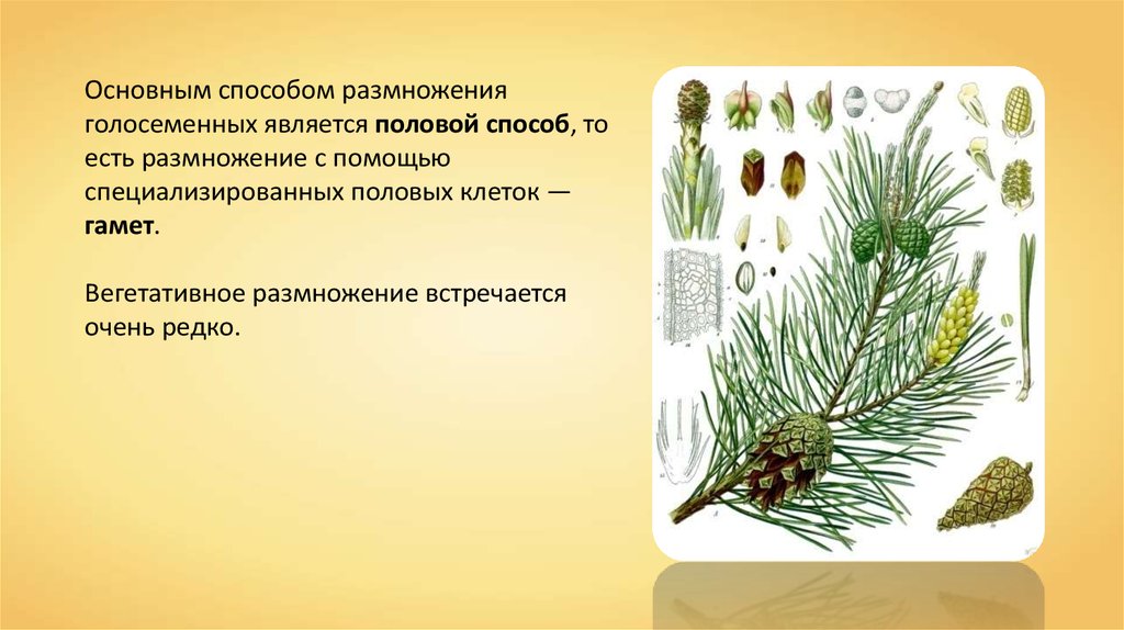 Голосеменные растения размножение. Вегетативное размножение голосеменных. Листья голосеменных. Голосеменные растения дуб. Размножение сосны обыкновенной 6 класс.