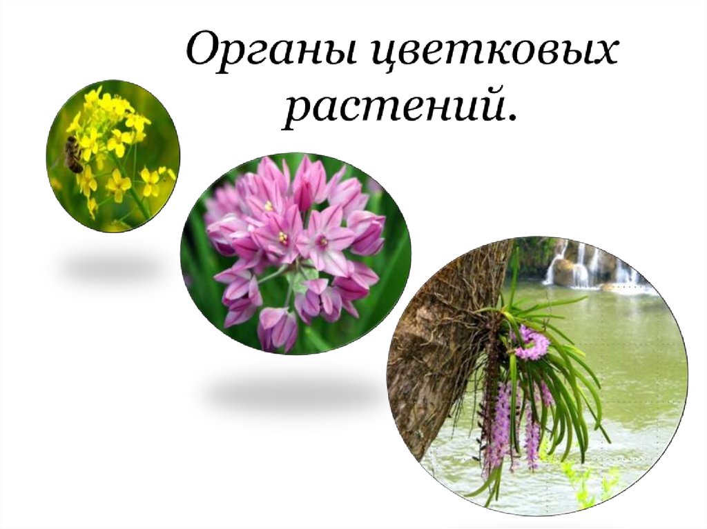 Органы цветковых растений.