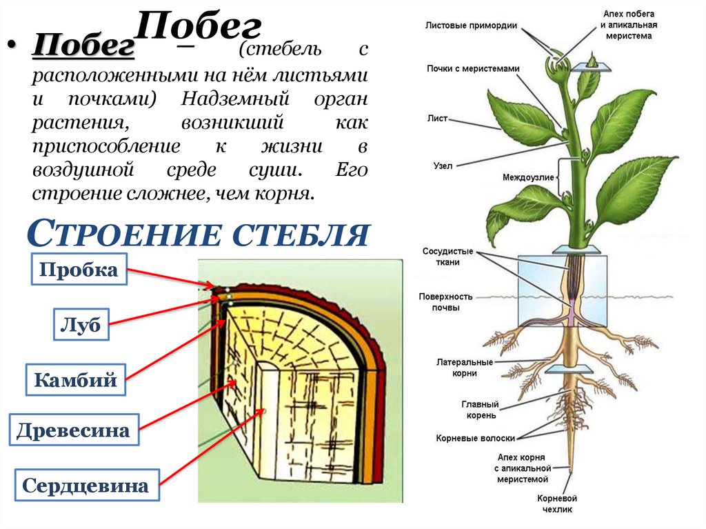 Органы растений и их значение
