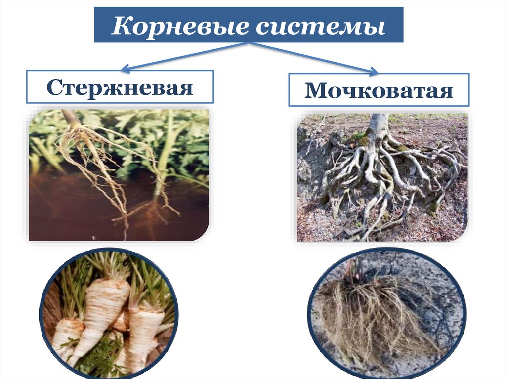 Характеристика стержневой корневой