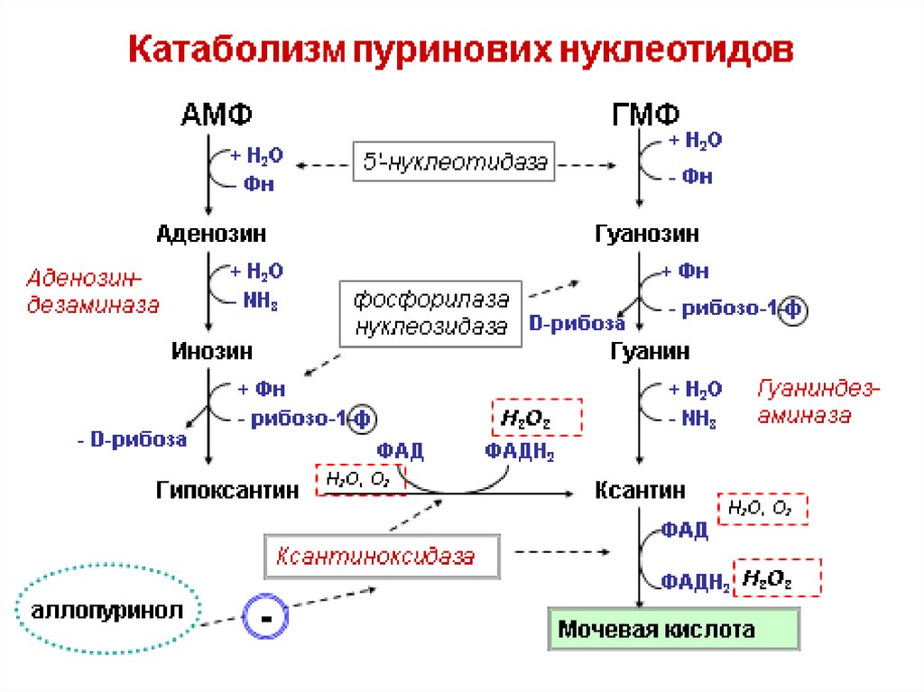 Общая схема синтеза и распада пуриновых нуклеотидов