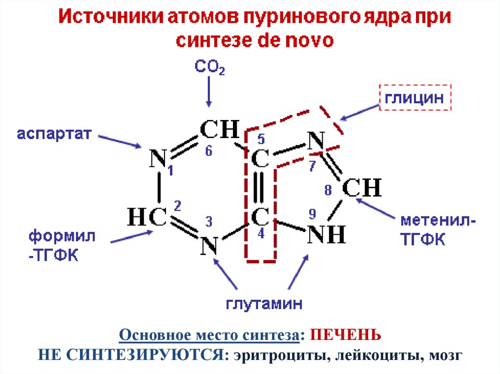 Синтез источника. Синтез пуринов и пиримидинов биохимия. Синтез пуринового цикла. Источники атомов пуринового и пиримидинового кольца. Синтез пуриновых и пиримидиновых оснований.