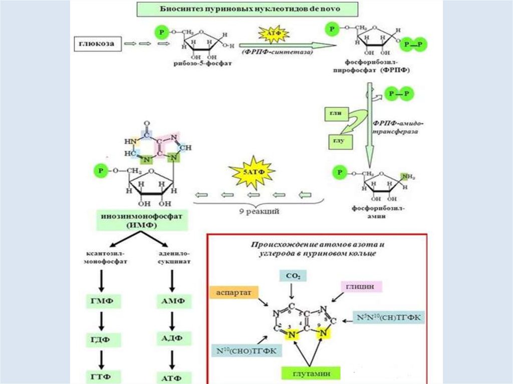 Схема пути синтеза пуриновых и пиримидиновых нуклеотидов