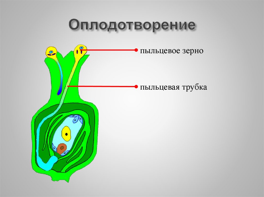 Презентация биология оплодотворение 10 класс биология