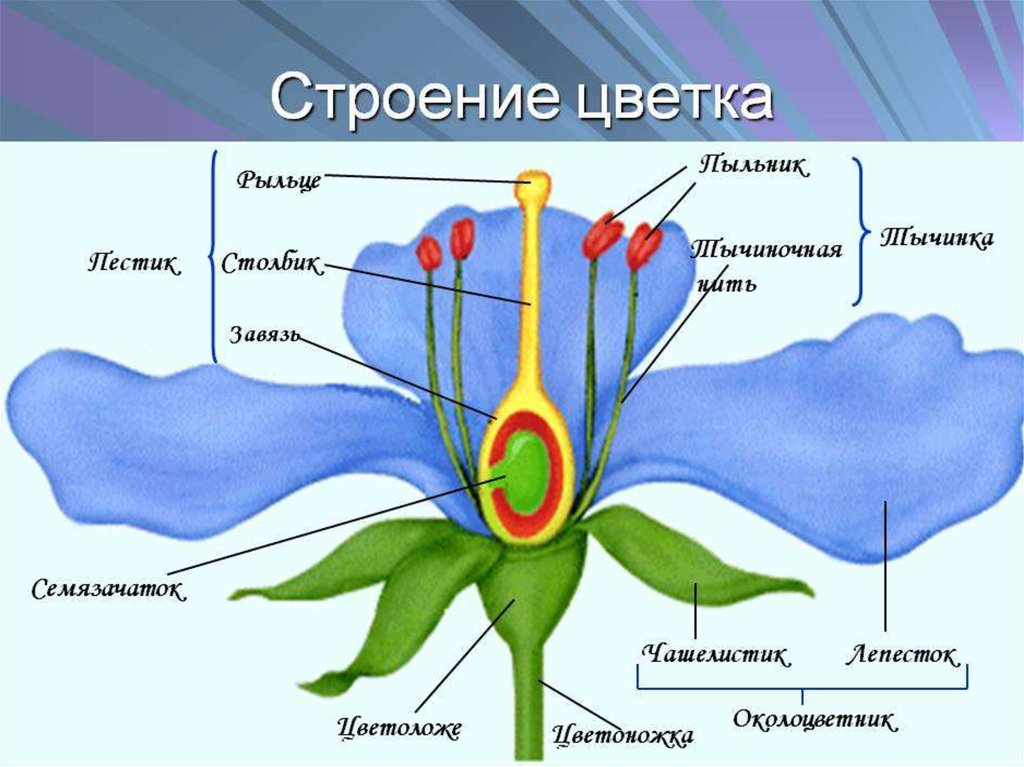 Презентация 7 класс строение цветка