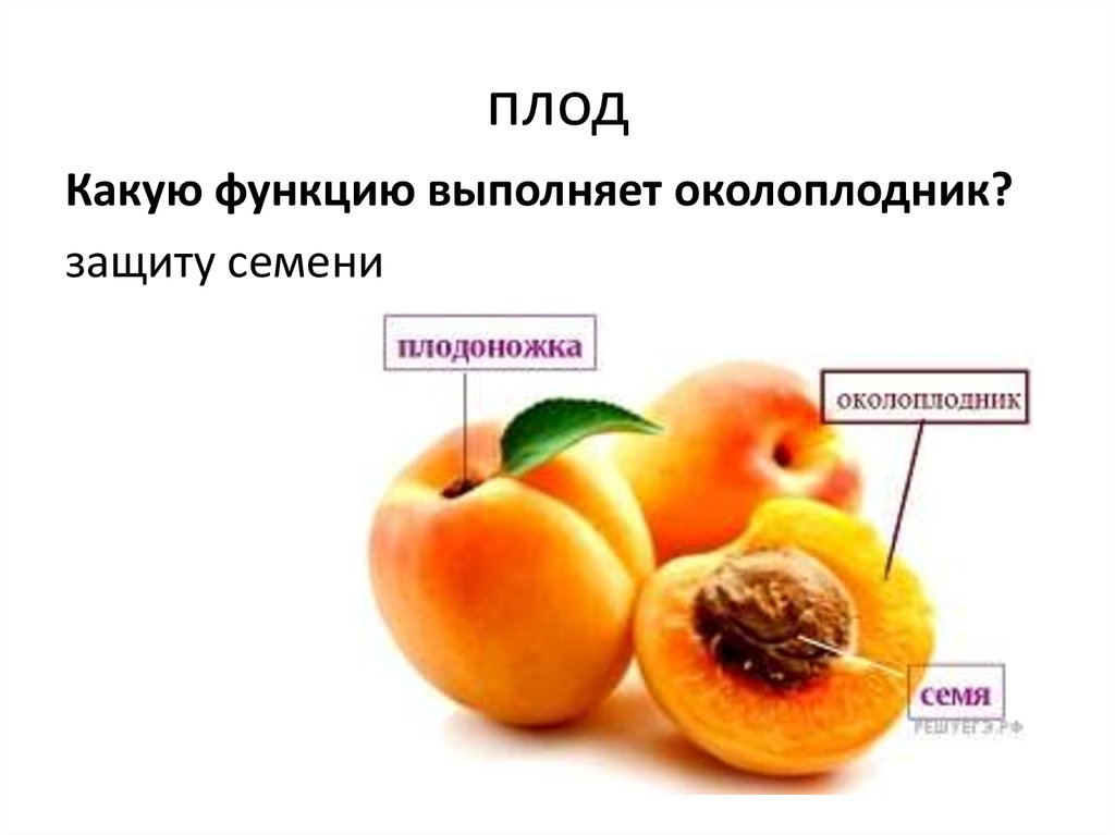 Какую функцию выполняет плод яблони. Околоплодник плод биология. Какую функцию выполняет зародыш 6 класс. Функции плода у растений. Околоплодник это в биологии 6 класс.