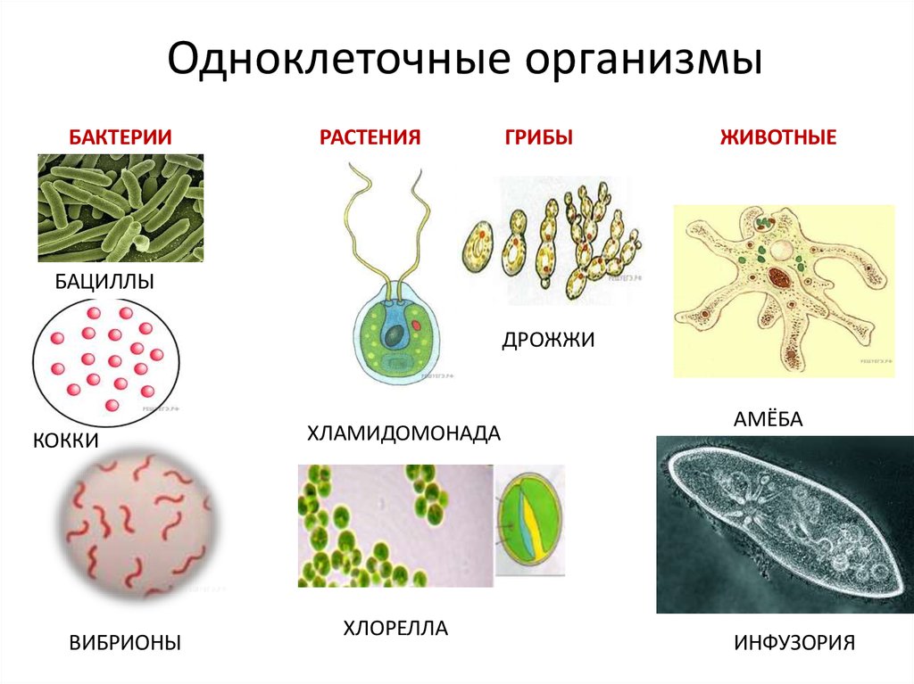 К одноклеточным организмам относится ответ. Одноклеточные организмы бактерии водоросли. Эукариотические одноклеточные микроорганизмы. Одноклеточные оргаганизмы. Одноклеточные бактерии примеры.