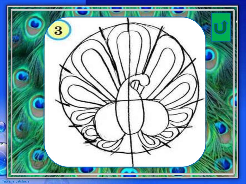 Рисуем павлина поэтапно для детей презентация