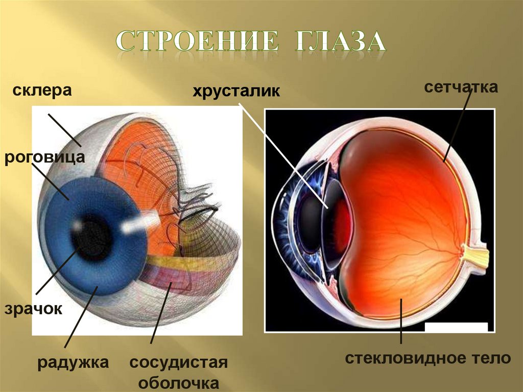 Презентация строение глаза физика